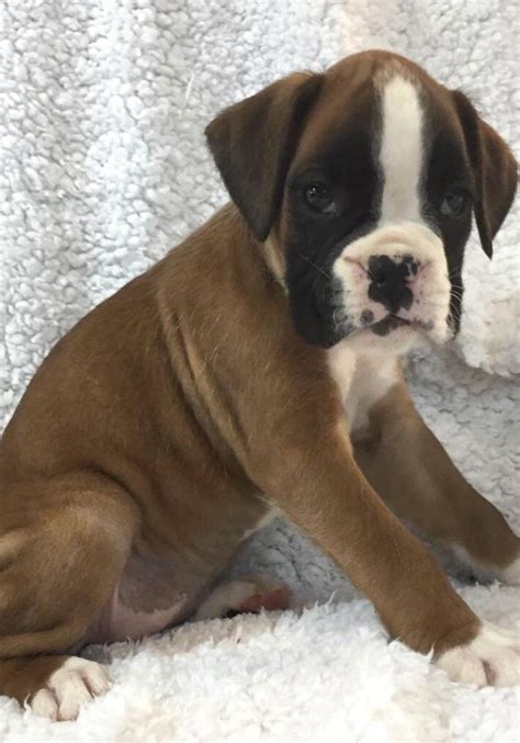 Available European Boxer Puppies