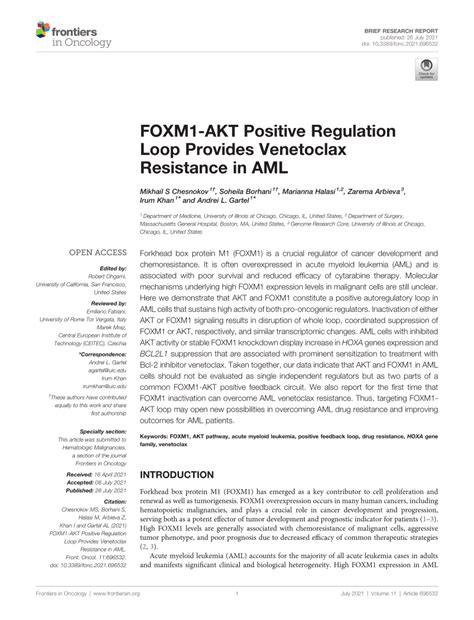 Pdf Foxm Akt Positive Regulation Loop Provides Venetoclax Resistance