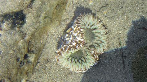 Take Advantage of Low Tides by Visiting the Tide Pools | Encinitas, CA ...