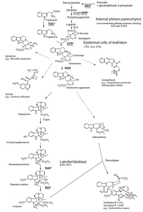 Terpenoid Indole Alkaloid Biosynthesis