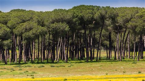 Do Ana National Park Tur Fra Sevilla Hellotickets