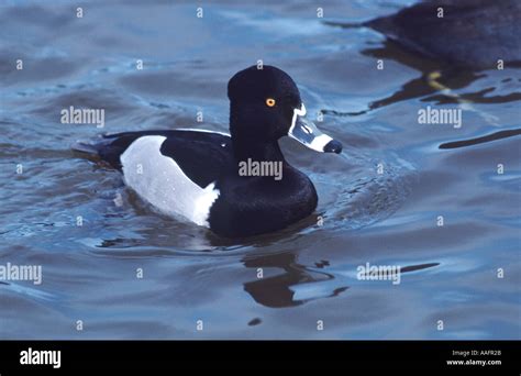 1078 Hi Res Stock Photography And Images Alamy