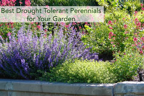 Best Drought Tolerant Perennials For Your Garden Beaver Lakes Nursery