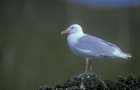 Glaucous Gull | Bird Identification Guide | Bird Spot