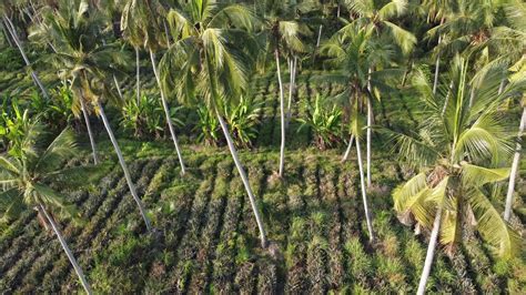 Aerial view pineapple plantation 7791037 Stock Video at Vecteezy