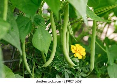 Green Beans Stock Photos and Pictures - 881,712 Images | Shutterstock