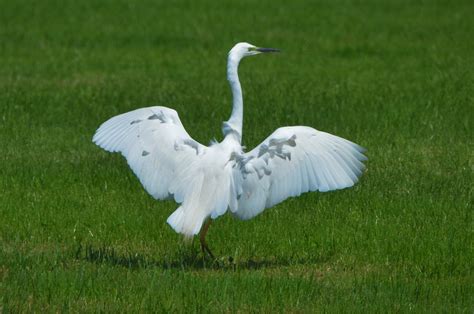 Ben Koks On Twitter Deze Grote Zilverreiger In Prachtkleed Zat