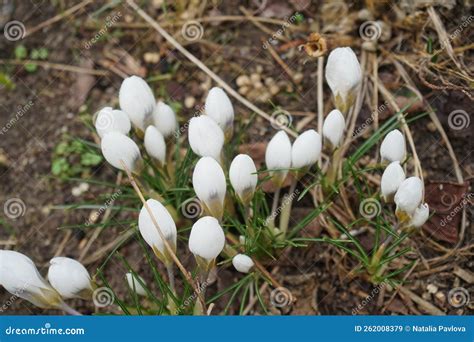 Beautiful White Crocus Chrysanthus Ard Schenk In The Garden In Spring