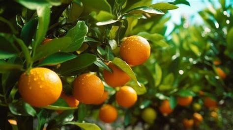 Un Rbol Con Naranjas Y Hojas Verdes Con Las Palabras Mandarina