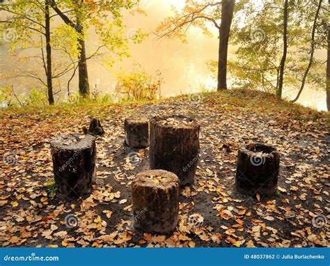 Rest Place In The Forest Stock Photo Image Of Light 48037862