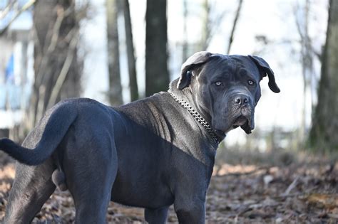 Preserve Cane Corso Tails Tail Wagging Joy