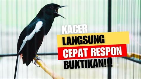 Suara Burung Kacer Gacor Ngeplong Tarung Konslet Ini Paling Ampuh Buat