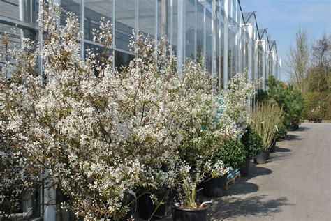 Mooiste Meerstammige Bomen Zeelandplant