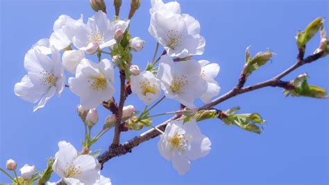 Sfondi Cibo Cielo Ramo Fiore Di Ciliegio Fiorire Primavera