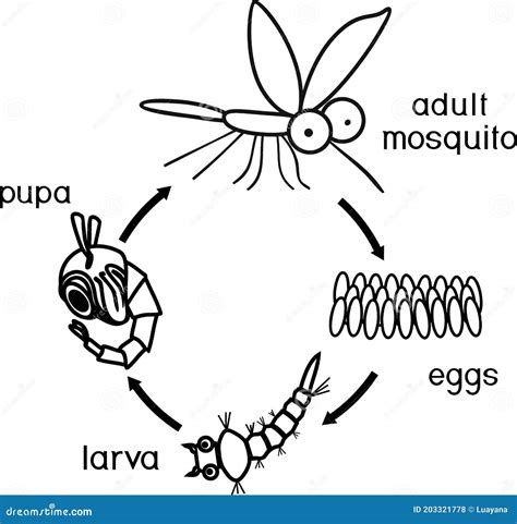 Página Colorida Ciclo De Vida Do Mosquito Sequência De Estágios De