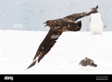 Southern Giant Petrel Macronectes Giganteus In Flight This Large