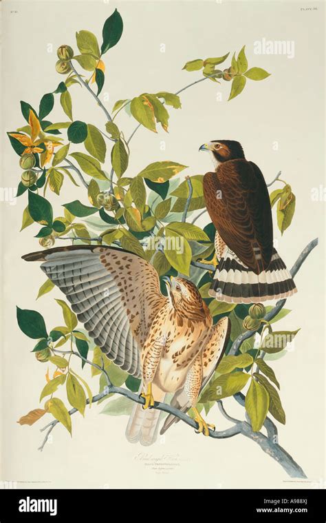 Buteo Platypterus Broad Winged Hawk Stock Photo Alamy