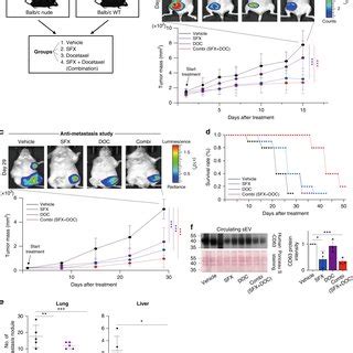 Sfx Induces Fusion Of Mve With Lysosomes In Breast Cancer Cells A Tem