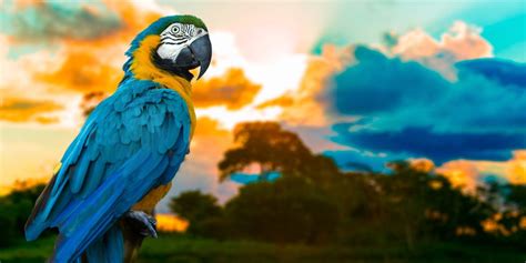 The Spectacular Macaws In Costa Rica 2023 CRIE