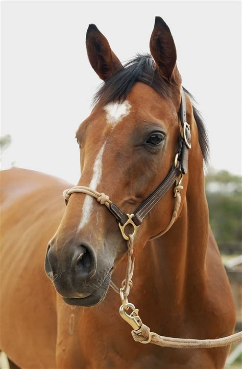 2023 December Online Sale Inglis Digital Online Auctions