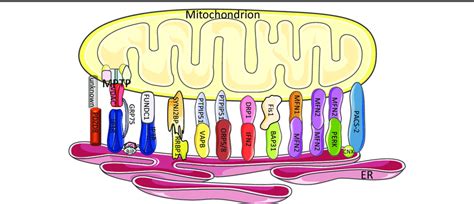 Schematic Diagram Of Endoplasmic Reticulum Er Mitochondria Tethering