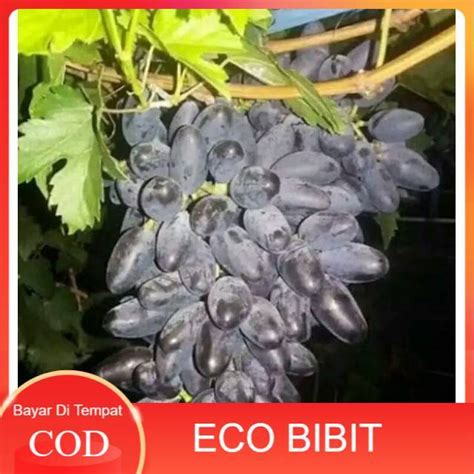 Bibit Anggur Import Jenis Gozv Hasil Grafting Cepat Berbuah Lazada