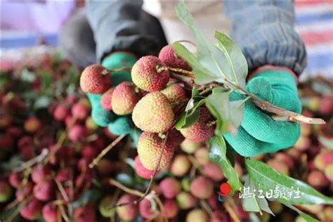 推“菠”助“荔” 徐闻4万多斤荔枝今年首次出口北美种植广东上市