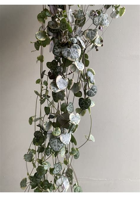 Ceropegia woodii variegata Ø14 h25 hang GRUUN