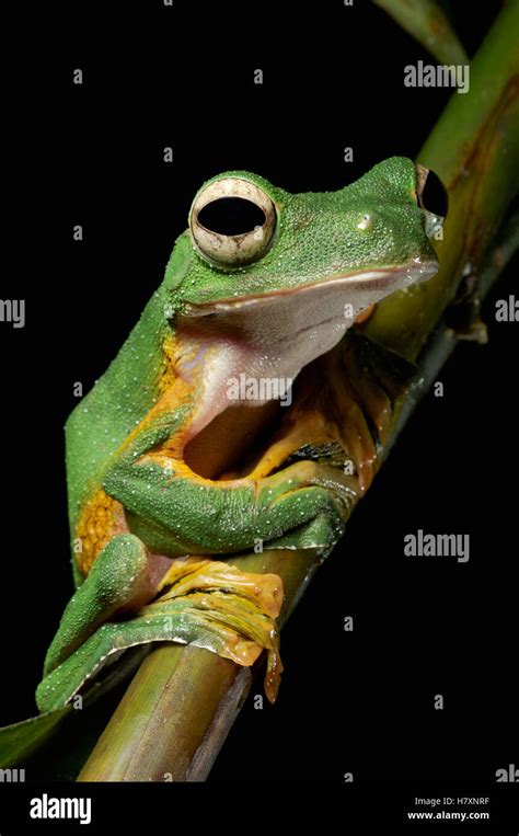 Wallaces Flying Frog Rhacophorus Nigropalmatus Kubah National Park