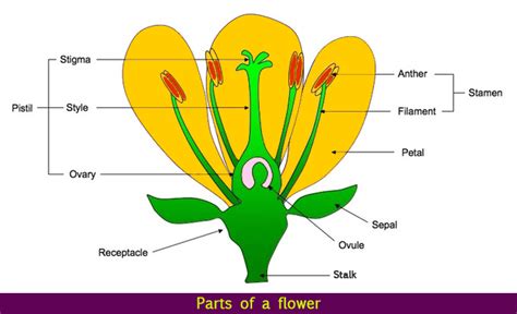 Parts Of A Flower Plant Anatomy Quiz Quizizz