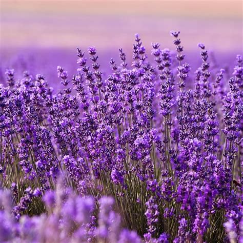 2 Lavender Plants Live Hidcote Live Lavender Plant Indoor