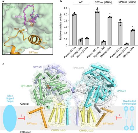 Acyl Coa Substrate Selectivity And A Working Model For Sptormdl