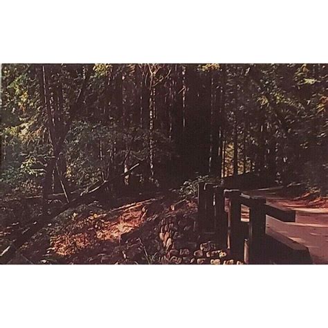 Pfeiffer Big Sur State Park Coast Redwood Canopy Monterey CA | United