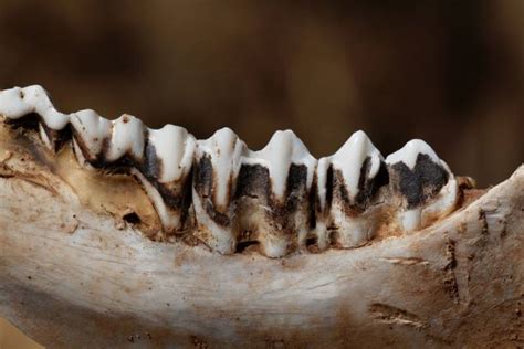 Best Cow Teeth Stock Photos Pictures And Royalty Free Images Istock