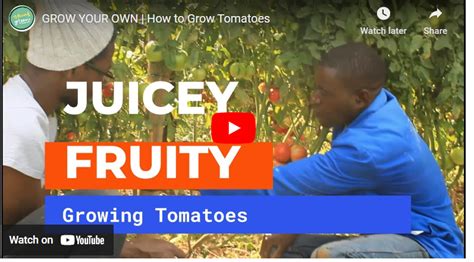 How To Plant Tomatoes In Dry Season In Zambia Agrolearner