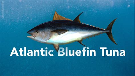 Atlantic Bluefin Tuna Facts Habitat, Diet, Conservation & More ...