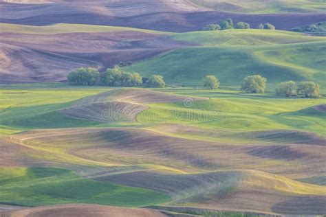 Rolling Hills In Der Palouse Region Von Washington State Stockfoto