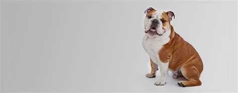 Australian Bulldog | Dog Breed Facts and Information - Wag! Dog Walking