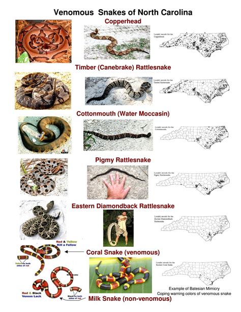 Identifying Venomous Snakes