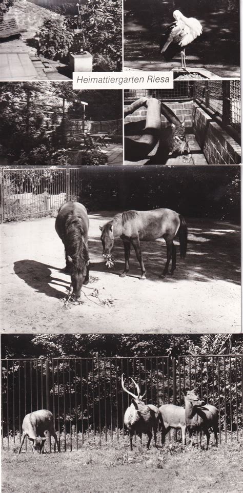 Geschichte Tierpark Kloster Riesa