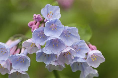 12 Best Shade Perennials, According To Gardening Experts