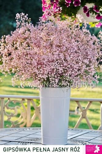 Gipsówka Gypsophila Repens Pink Wedding Jasny Róż Kwiaty Naszego Taty