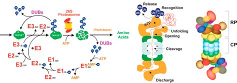 Ubiquitin 26s Proteasome System