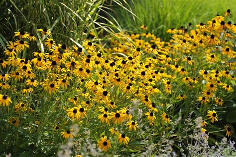 14 Cheerful Yellow Garden Flowers