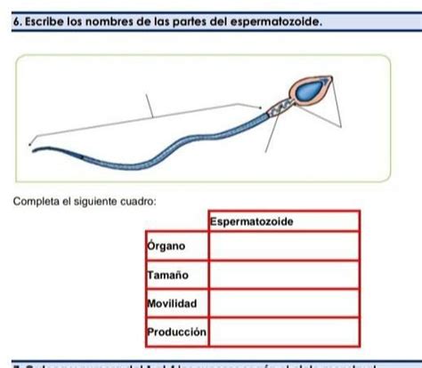 Escribe Los Nombres De Las Partes Del Espermatozoide Alumnos