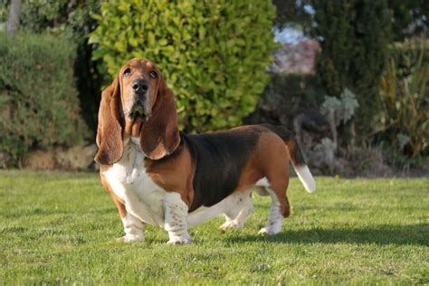 Cachorro Com Bochechas Grandes - 7 raças de cachorro com orelhas grandes