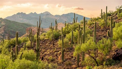 Guia De Campismo Da Floresta Nacional De Tonto Viajando E Aproveitando