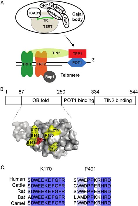 Hoyeraal Hreidarsson Syndrome Caused By A Germline Mutation In The Tel