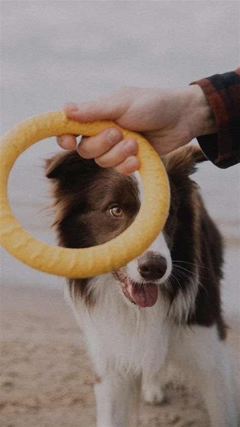 7 Toys You Can Buy For Your Pets