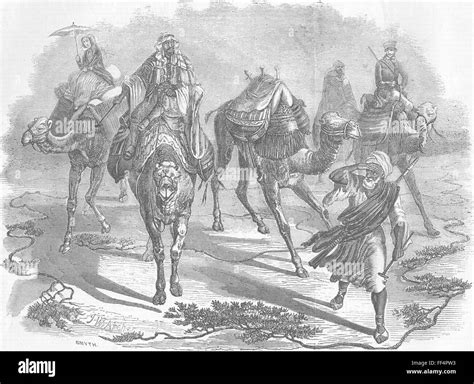 CAMELS Simoom in the Desert 1857. Illustrated London News Stock Photo ...